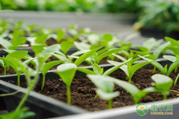 木耳菜种植时间和方法-图片版权归惠农网所有