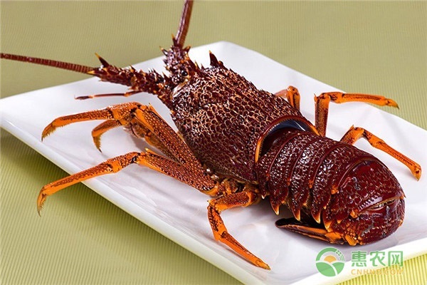 印度洋岩龙虾要怎么吃？