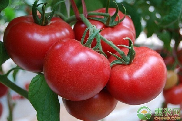 番茄叶片发黄发卷，是什么病虫害导致的呢？