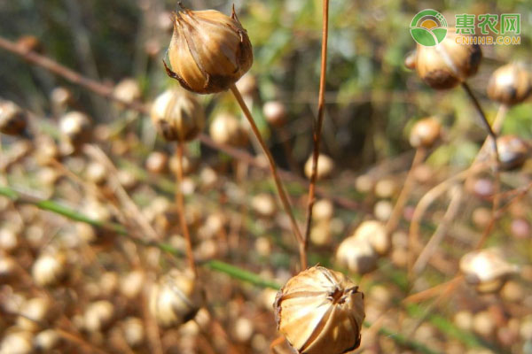 胡麻籽和亚麻籽的区别是什么？