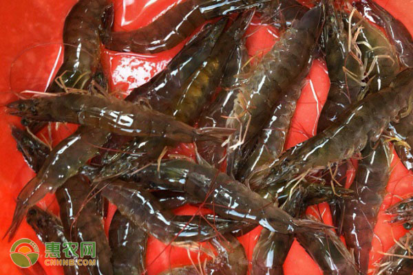 九节虾贵和黑虎虾贵两者有什么区别？