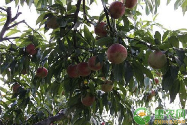 什么桃子品种又脆又甜？
