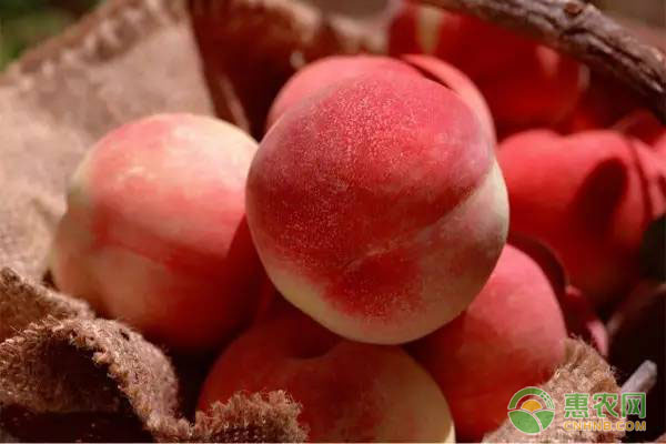 早红桃几月成熟？