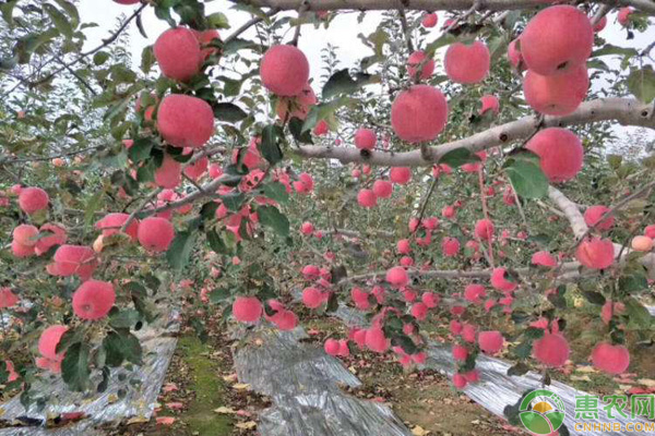 洛川苹果几月份成熟？