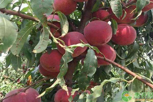 什么桃子品种又脆又甜？