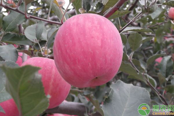 洛川苹果几月份成熟？
