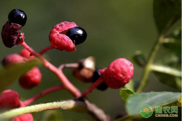 花椒树黄叶是哪些原因造成的？有何解决措施？-图片版权归惠农网所有