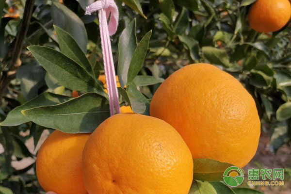 柑橘早熟品种有哪些？