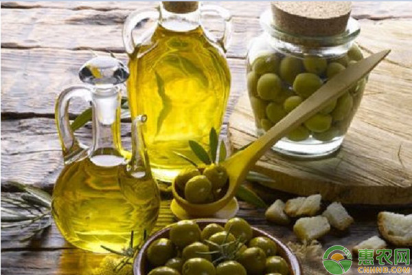 油橄榄和橄榄的区别是什么？