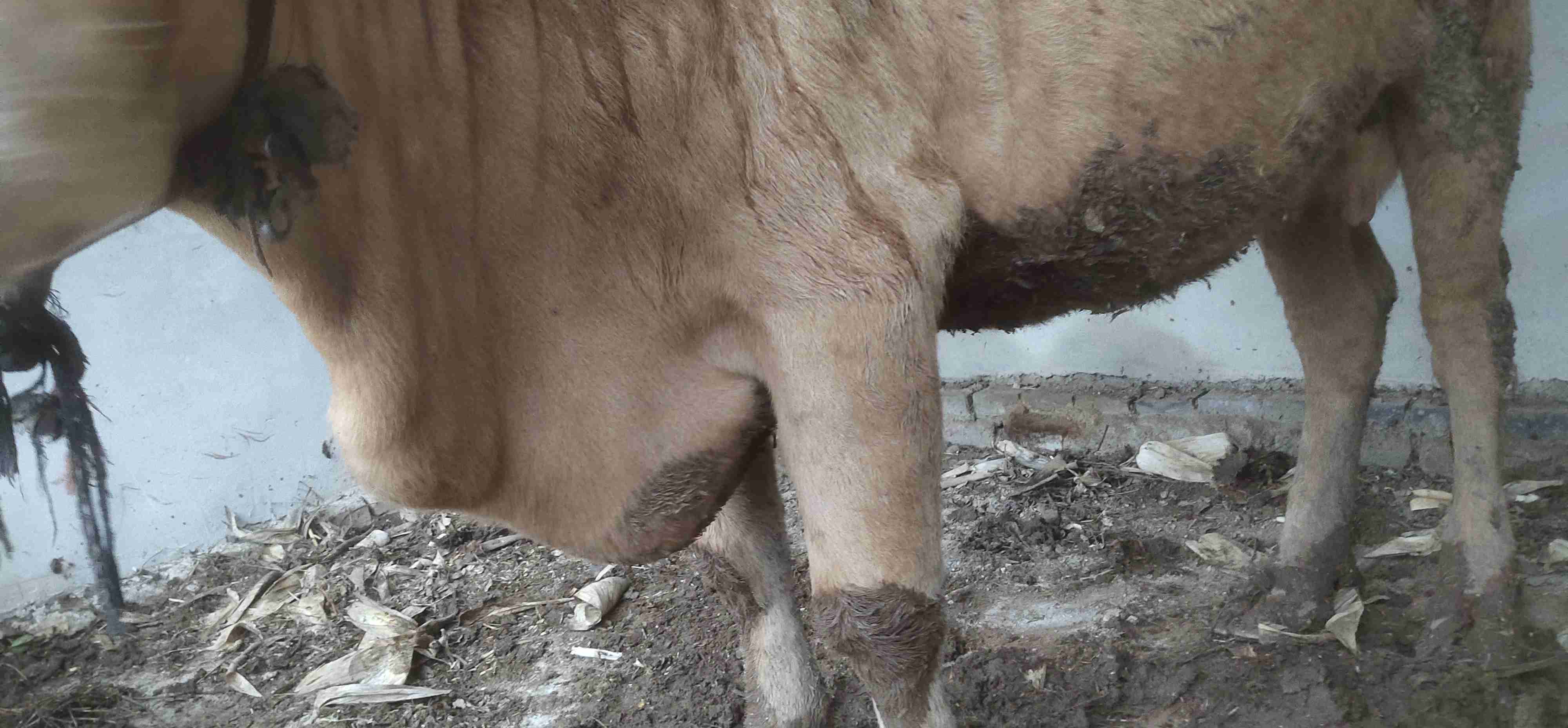 牛前肢关节图片