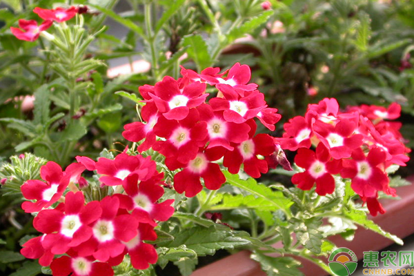 红色花卉品种有哪些？