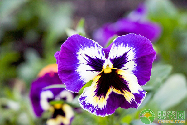 紫色花卉品种有哪些？