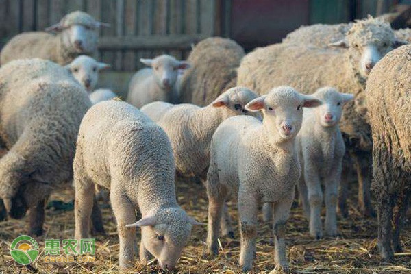 现在养什么羊繁殖最快又好养？