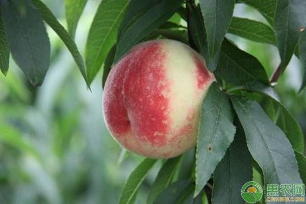 脆桃是什么季节的水果？脆桃有哪些常见品种？