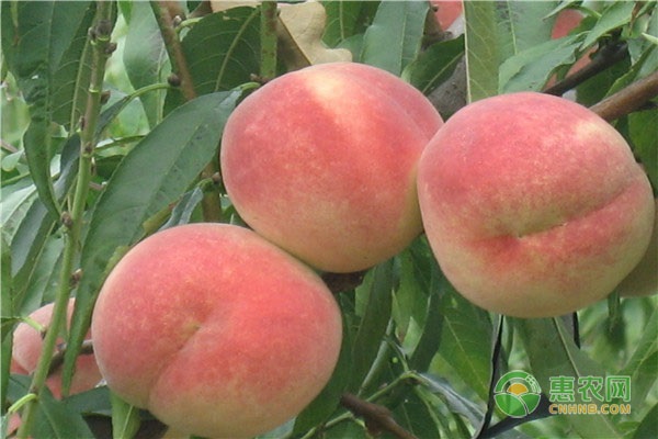 胭脂脆桃和胭脂红桃哪个品种好？