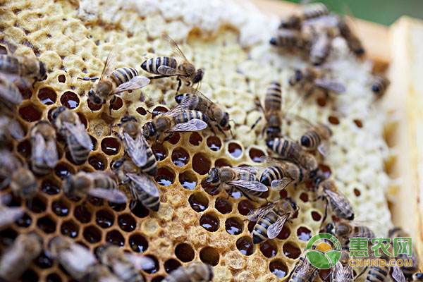 蜜蜂怎么分公母？