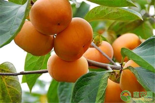 脆柿是什么季节的水果？