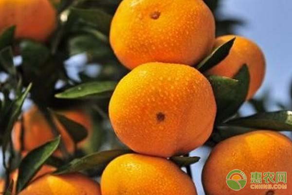 种植柑橘，怎么确定种植密度？