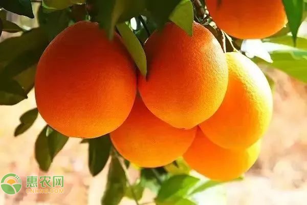 脐橙定植三年早果的丰产方法是什么？