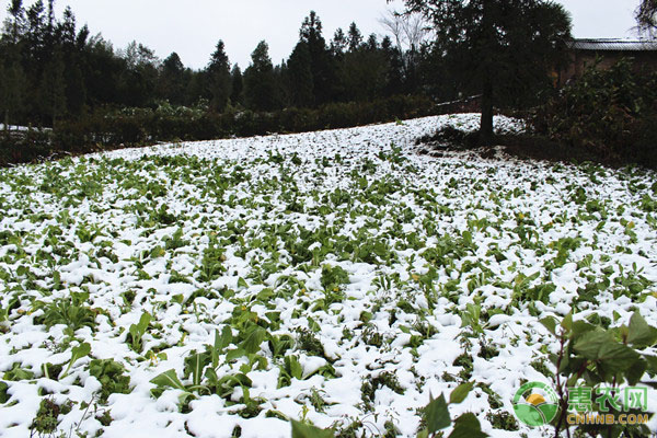 农作物冬季如何防寒？有哪些防冻的技术措施？