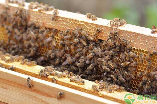 农村山上有很多马蜂，这些马蜂到底是益虫还是害虫？