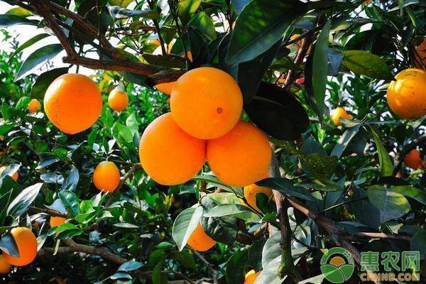 脐橙定植很常见，脐橙定植三年早果的丰产方法是什么？