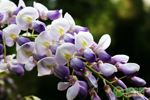 紫藤花的产地在哪？花语是什么？