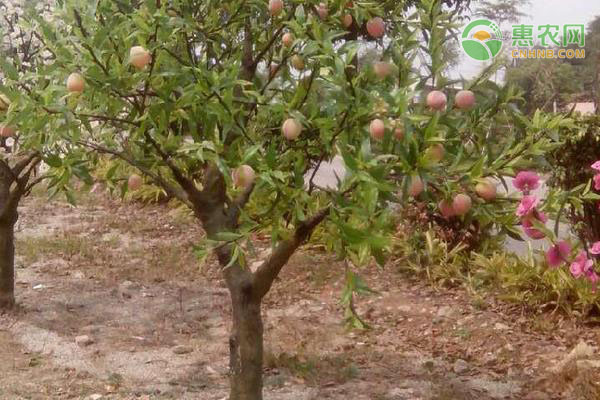 你觉得春季桃树如何防治病虫害及桃树周年用药防治方法？