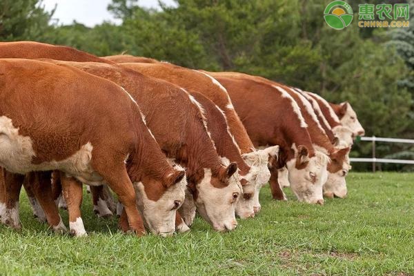 放養的牛哪種牛最適合？