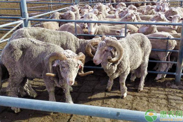 养羊50只一年赚多少钱？