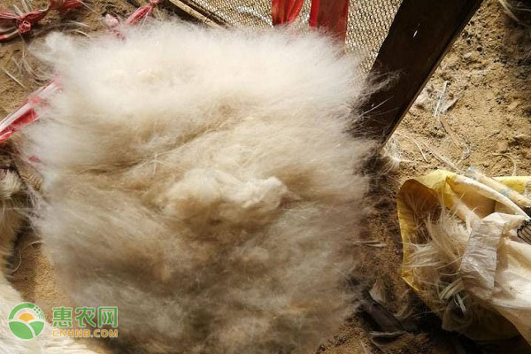 羊绒的种类有哪些？羊绒和羊毛有什么区别？