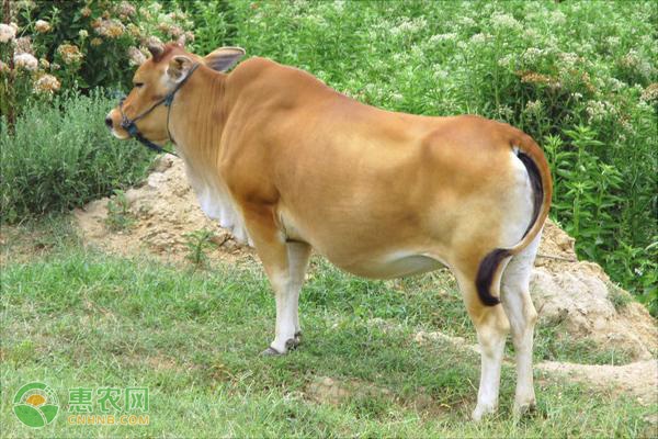 农村养黄牛什么品种好？