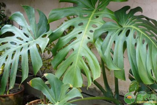 龟背竹这种植物，你觉得它是喜阴还是喜阳？