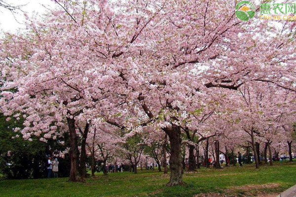 日本樱花和中国樱花的区别是什么？