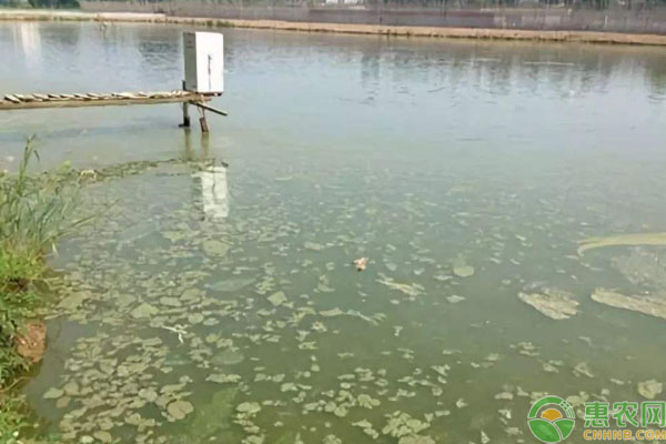 水產(chǎn)養(yǎng)殖業(yè)防汛管理措施-圖片版權(quán)歸惠農(nóng)網(wǎng)所有