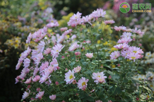 甘菊花与黄菊花的区别是什么？