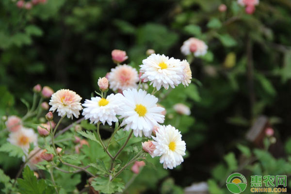 甘菊花与黄菊花的区别是什么？