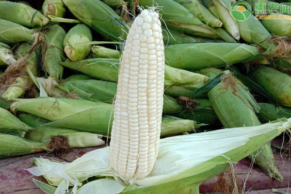鮮食的甜、糯玉米如何進行育苗栽培？