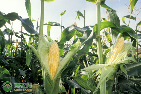 產量最高的玉米新品種有哪些？
