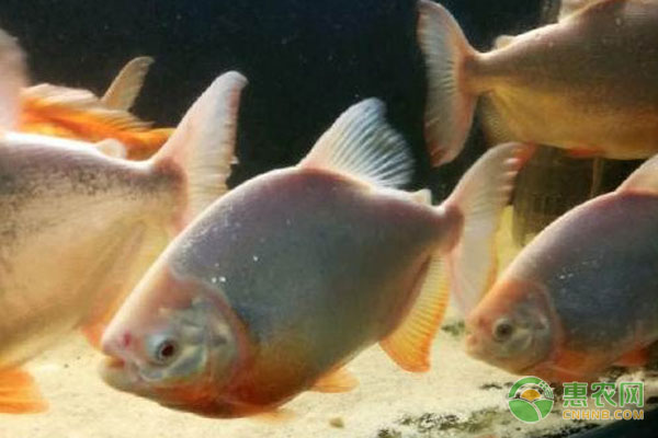 銀板魚哪種最好看？