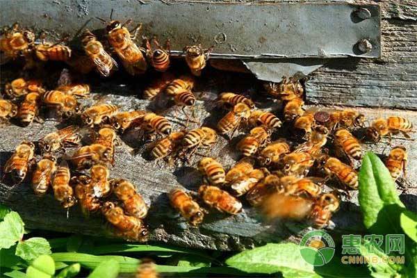 刚收回来的蜜蜂怎样才算正常？