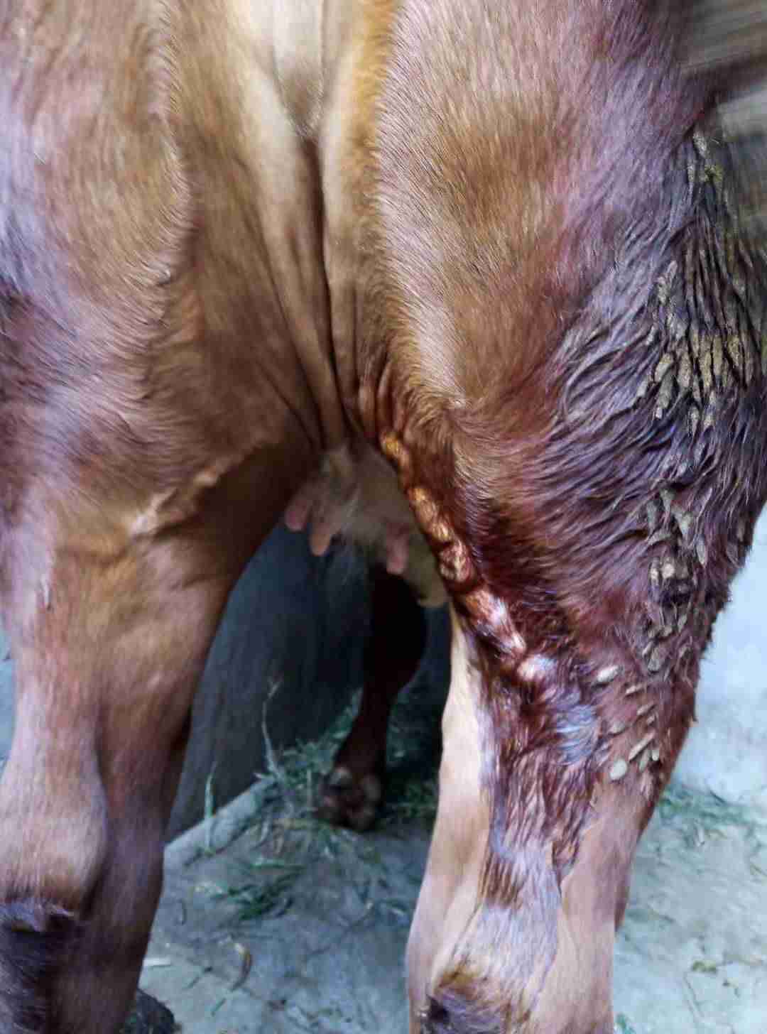 专家您好我家怀孕的牛今天发现血管凸起请问是什么病要怎么样治疗谢谢