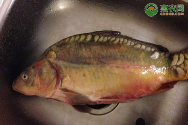 框镜鱼是什么鱼种？