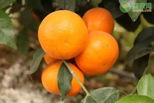 甜度高的柑橘有哪些？