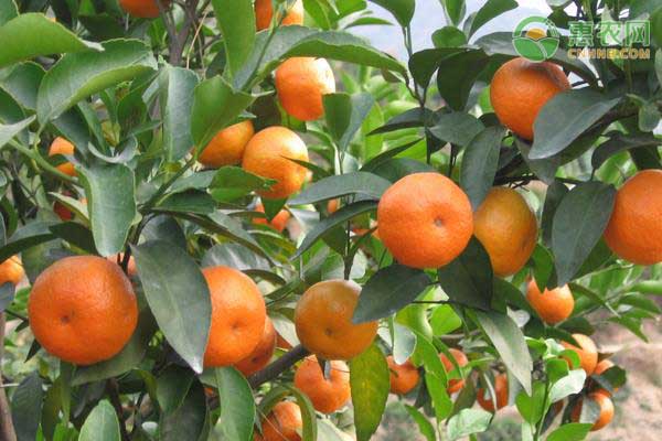 柑橘是如何使用***菌肥的？