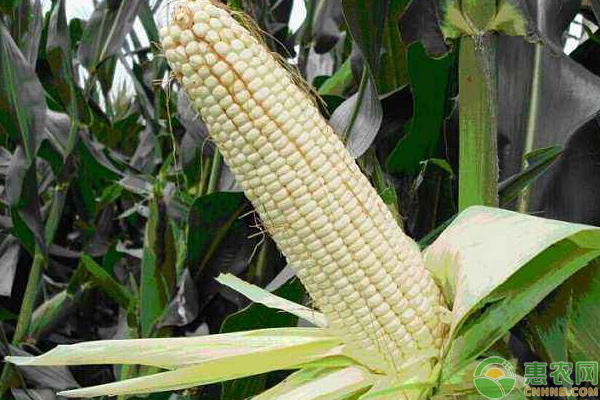 怎样种植糯玉米才能实现高产？