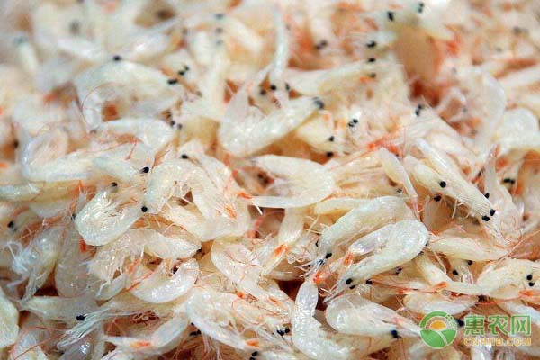 海米和虾皮的区别是什么？