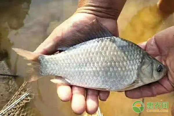 白鲫鱼和非洲鲫鱼有什么区别？