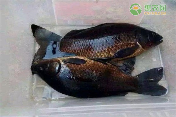 黑鲫鱼是什么品种？