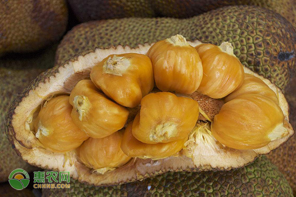 榴莲蜜是什么季节的水果？